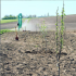 Plant et tre med Growing Trees Network!